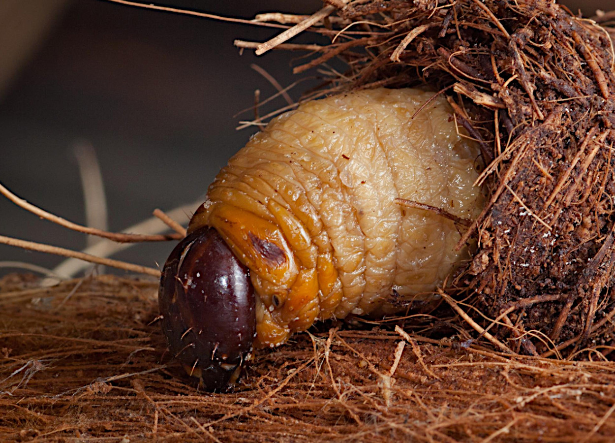 Foto:&nbsp;Mike Lewis, Center for Invasive Species Research