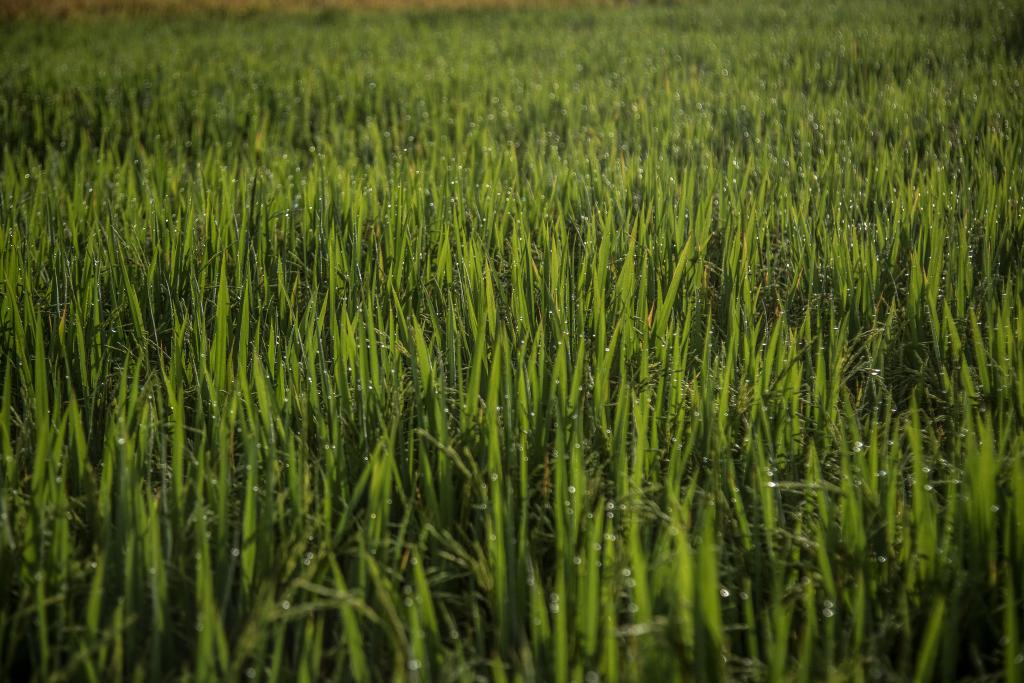 Setor arrozeiro defende medidas ambientais para dar competitividade ao produtor