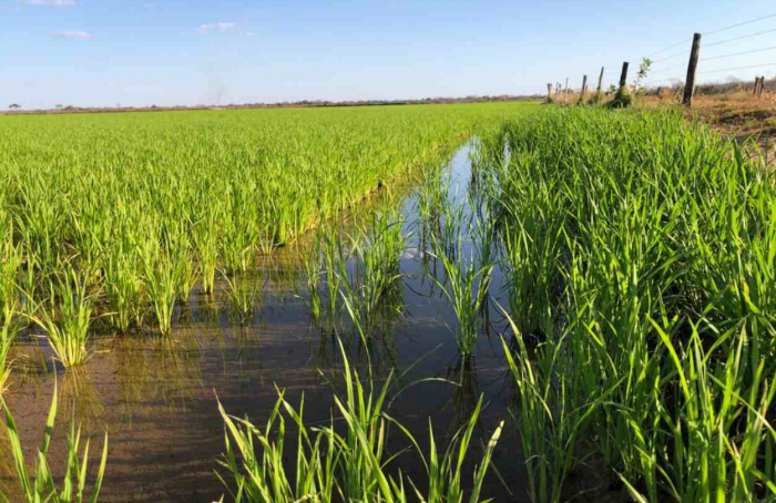 Governo de Goiás apresenta potencial de produção de arroz a missão chinesa