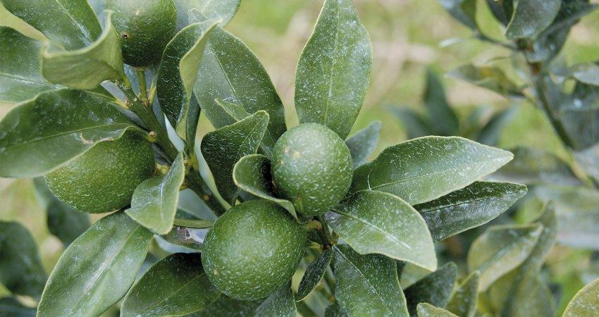 Uso sustentável do cobre para manejo de doenças exige equilíbrio entre nutrição e proteção das plantas