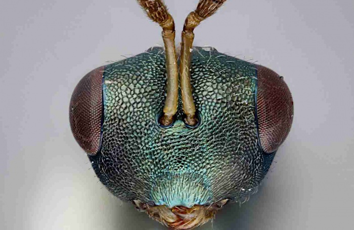 Veneno de parasitoides abre novas frentes no biocontrole