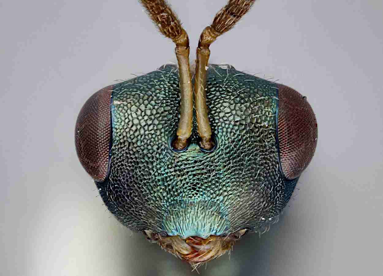 Veneno de parasitoides abre novas frentes no biocontrole