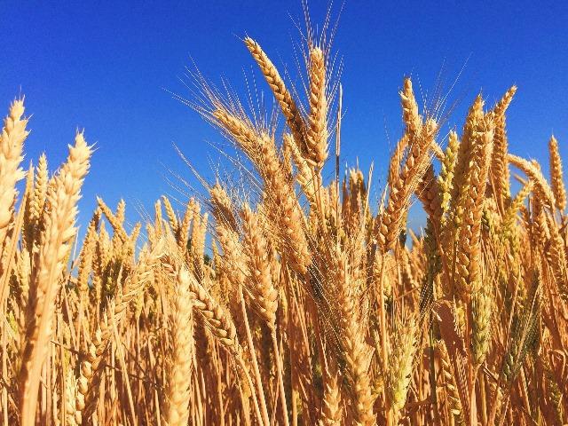 Utilização de regulador de crescimento em trigo e cevada impacta positivamente na produção e colheita