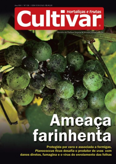 Cultivar HF 158