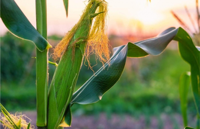 La Niña acende alerta para a safrinha do milho