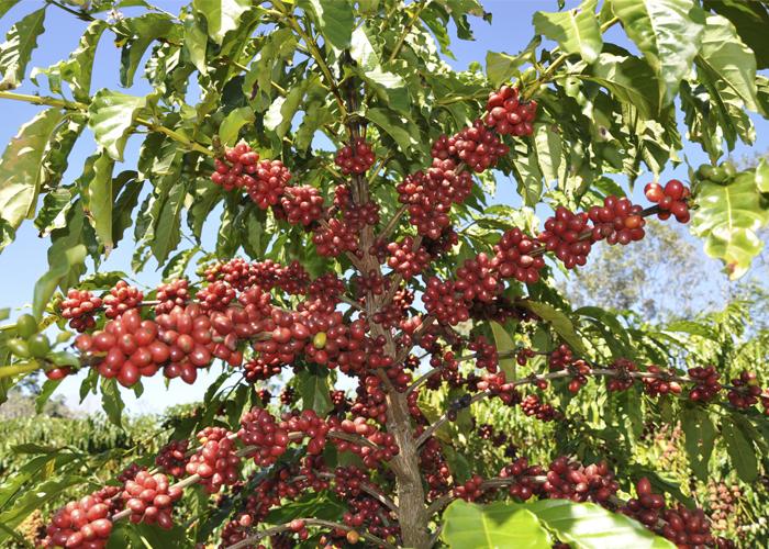 Pesquisa cria biossensor para detectar cobre em cafeeiro