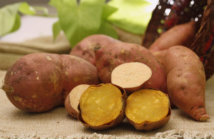 Embrapa lança cultivar de batata-doce biofortificada
