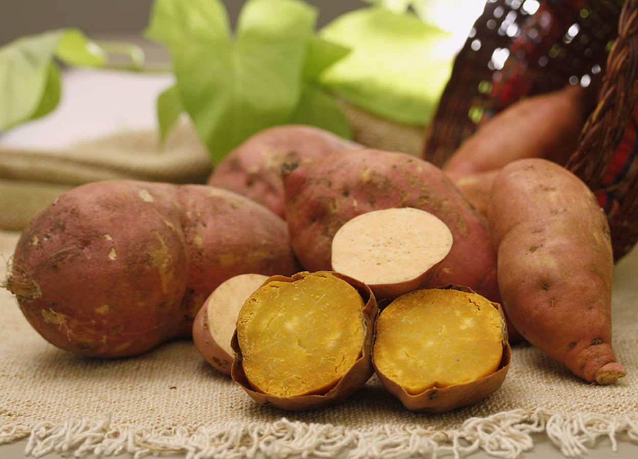 Embrapa lança cultivar de batata-doce biofortificada