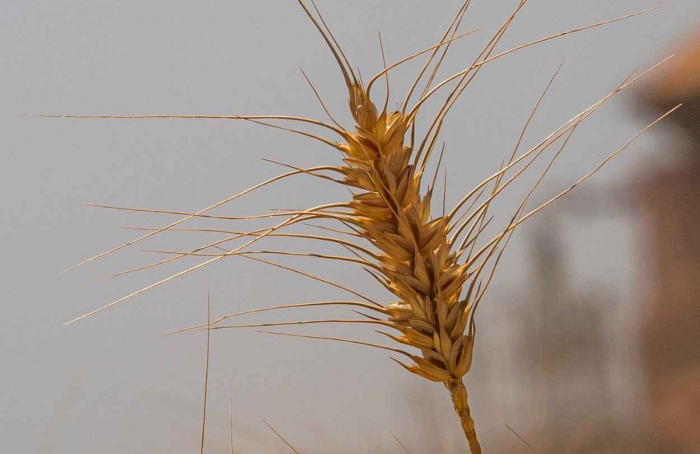 Atraso na semeadura eleva densidade crítica de trigo de inverno