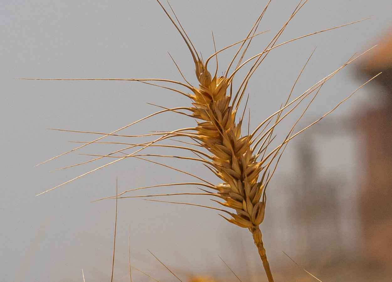 Atraso na semeadura eleva densidade crítica de trigo de inverno