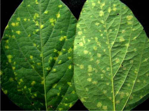 Figura 1 - Sintomas de míldio (Peronospora manshurica) nas folhas da cultura da soja