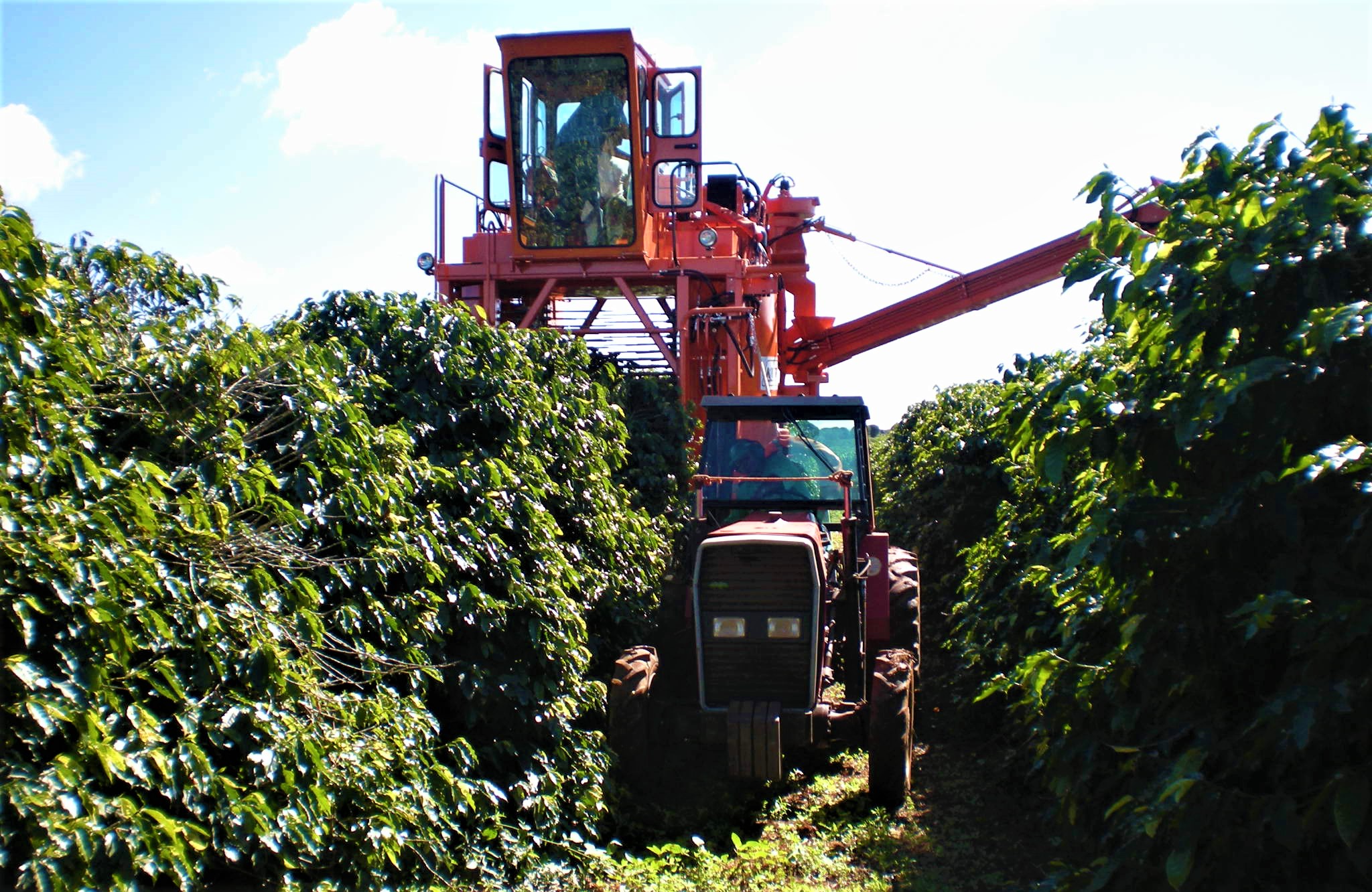 Epamig offers guidance for harvesting coffee