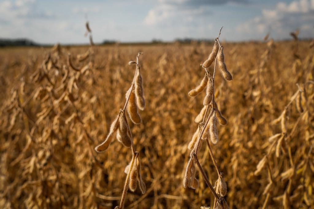 Desafio de Máxima Produtividade de Soja ganha novo indicador de ecoeficiência