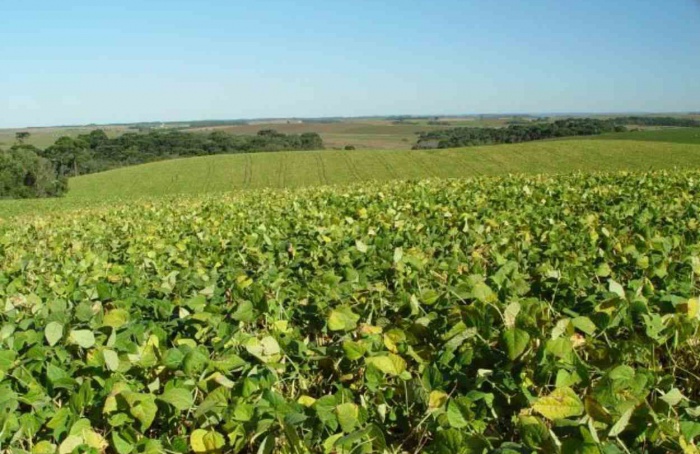 Produção de soja no Oeste de SC pode ser impactada pelo La Niña