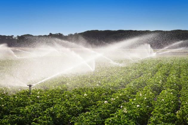 Nordeste terá programa de ampliação de agricultura irrigada