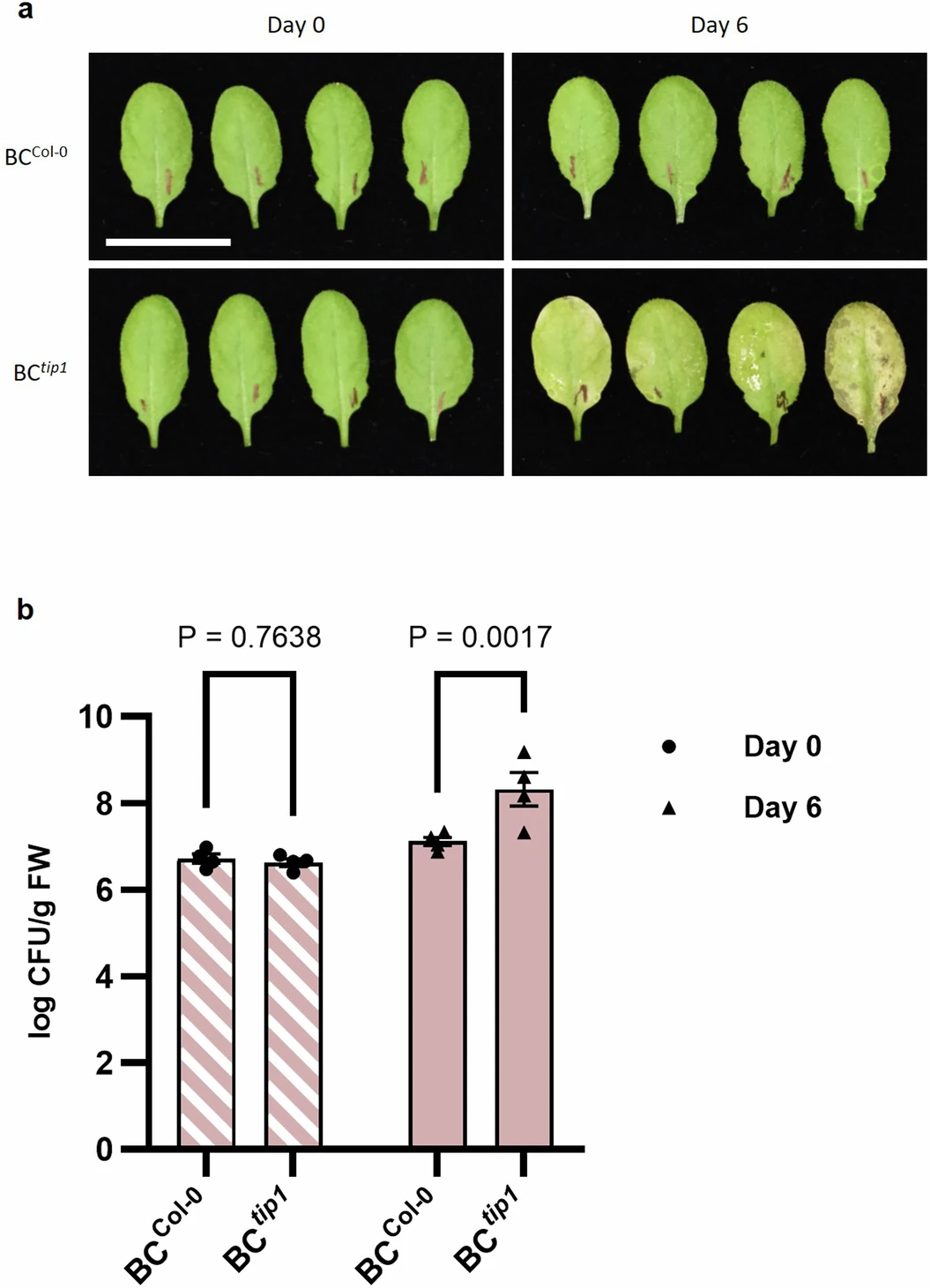 Efeitos da cultura bacteriana em massa (BC) coletada de plantas <i>tip1</i> disbióticas em plantas selvagens. <b>(a)</b> Imagens de folhas Col-0 no Dia 0 e Dia 6 após infiltração com BCCol-0 ou BCtip1. <b>(b)</b> Tamanhos populacionais da microbiota foliar endofítica imediatamente (Dia 0; esquerda) e seis dias (Dia 6; direita) após infiltrações de BC. Os resultados representam os valores médios ± SEM (n = 4 réplicas biológicas; cada réplica biológica contém 1-2 folhas de uma planta). A análise estatística foi feita por ANOVA bidirecional com teste LSD de Fisher. O experimento foi realizado independentemente duas vezes com resultados semelhantes