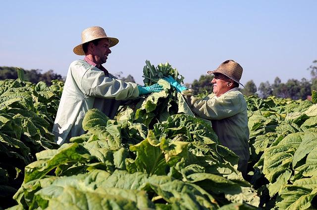 Com umidade, produtores de tabaco devem atentar para a colheita segura