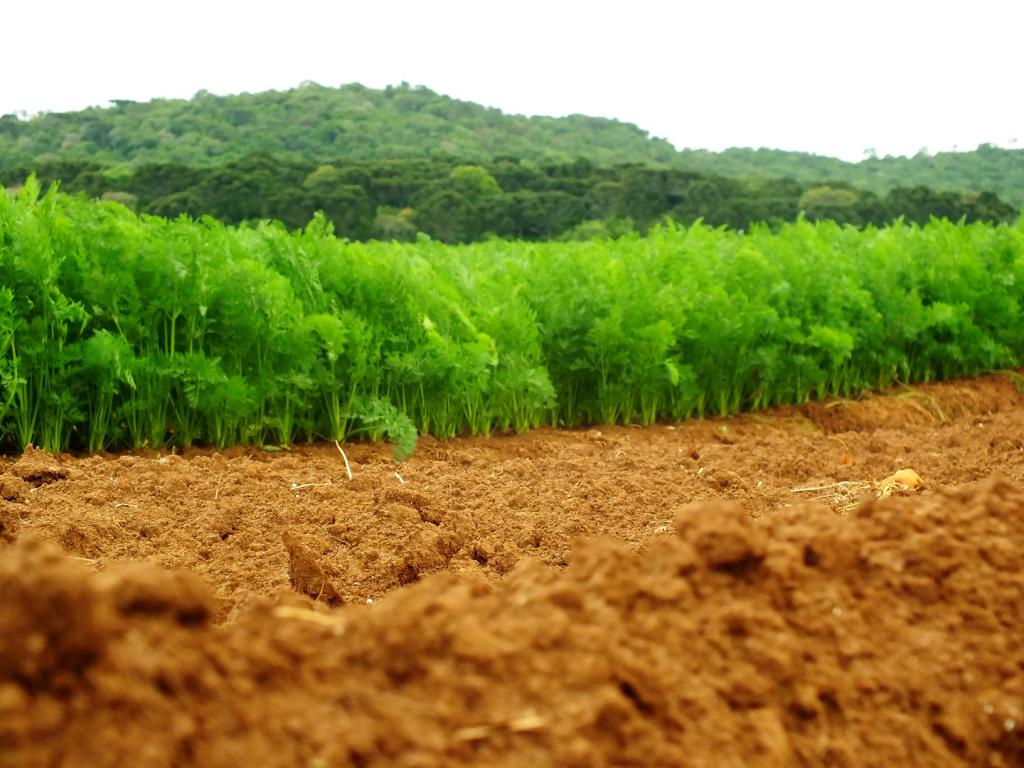 Como o priming da matéria orgânica do solo ajuda no desenvolvimento dos cultivos