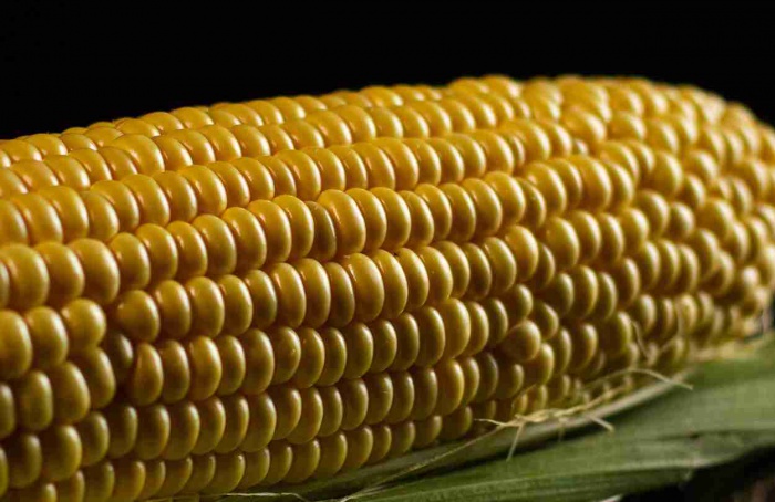 Pesquisa indica momento ideal para a aplicação de fósforo no milho