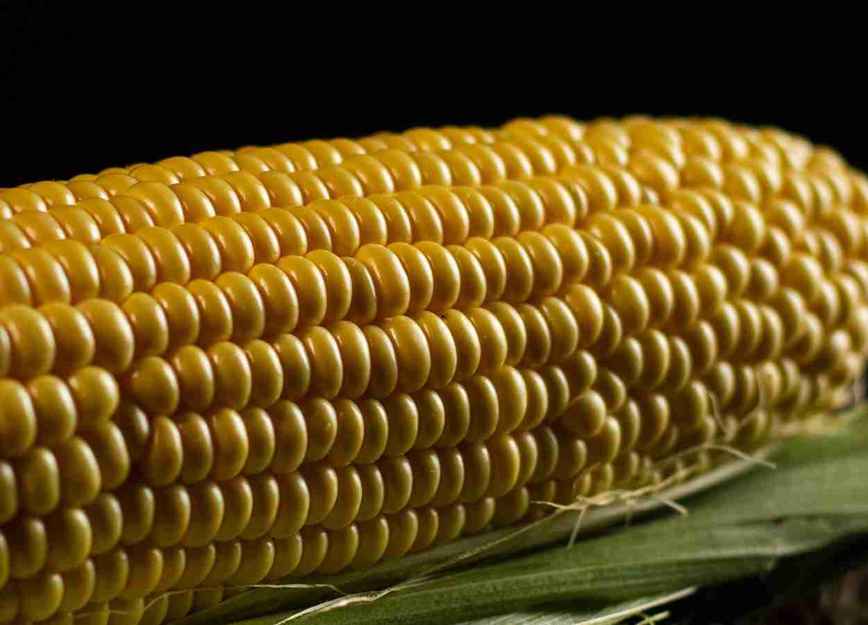 Research indicates the ideal time for applying phosphorus to corn