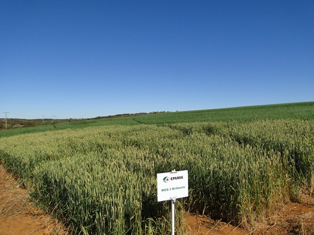 EPAMIG recomenda e disponibiliza cultivar de trigo adequada para silagem