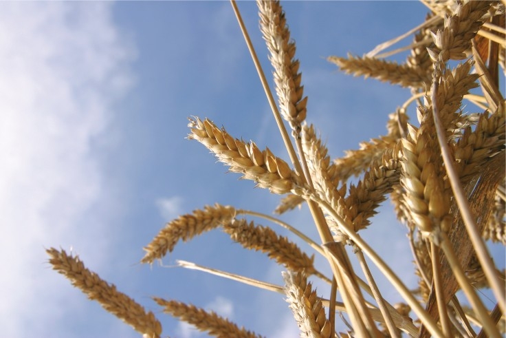 Projeto De Primeira, Sem Dúvida expande ação para cultura do trigo