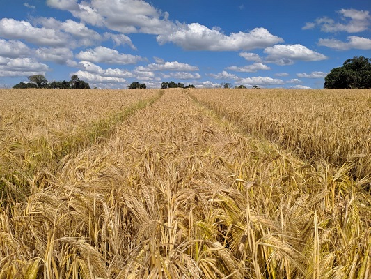 RS barley harvest exceeds expectations in quantity and quality