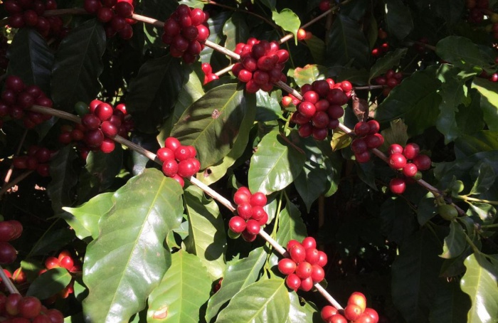 Colheita do café chega a 85% na área de atuação da Capal