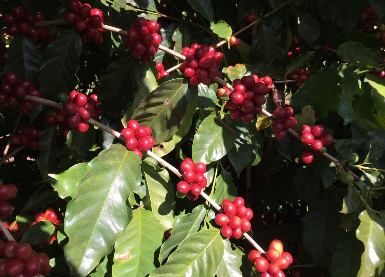 Colheita do café chega a 85% na área de atuação da Capal
