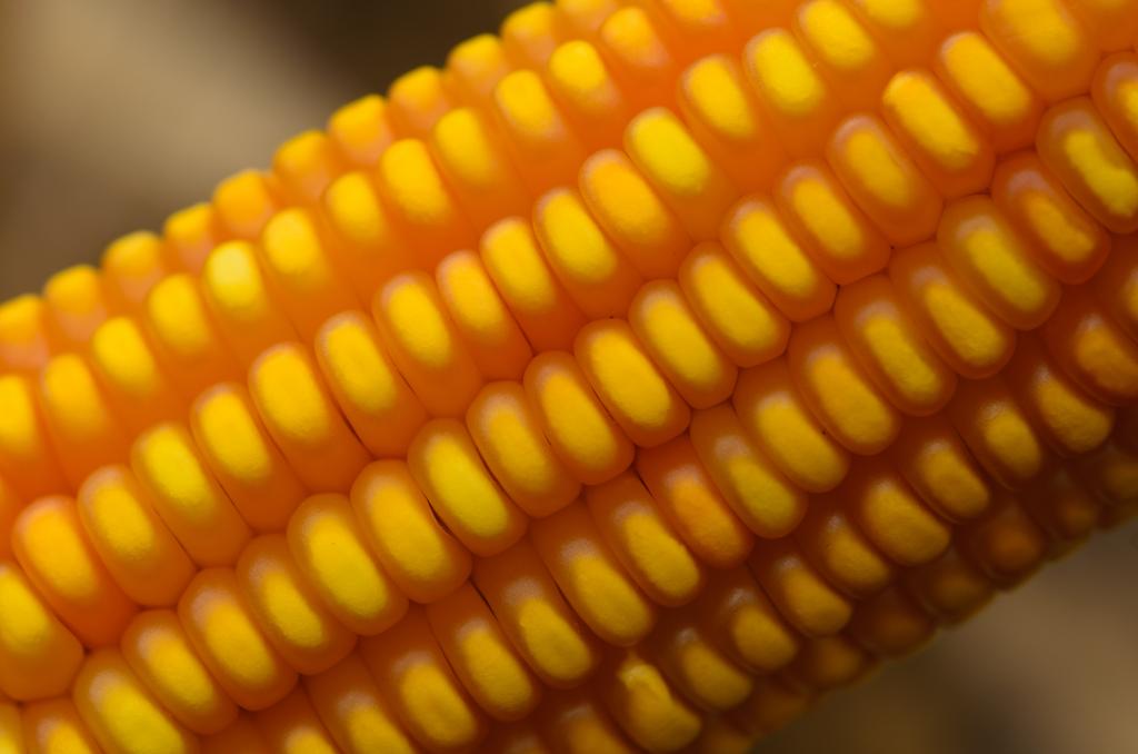 Tecnologia em híbridos de milho impulsionam agricultura paranaense