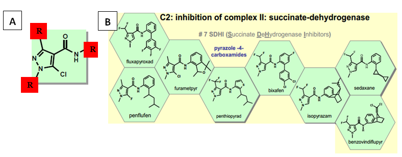 Figura 1 – Arranjo molecular característico do subgrupo pyrazoles-4-carboxamida (A) e os representantes (B). (adaptado de Frac, 2014)