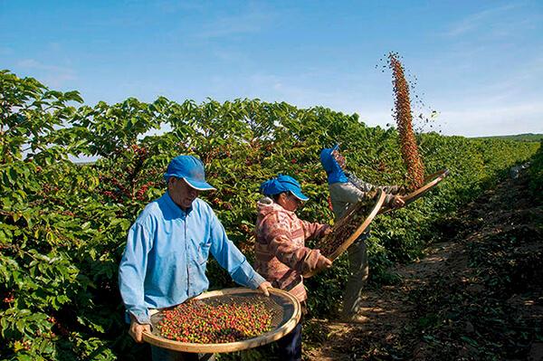 Produtores buscam segurança jurídica na contratação de safristas para colheita do café