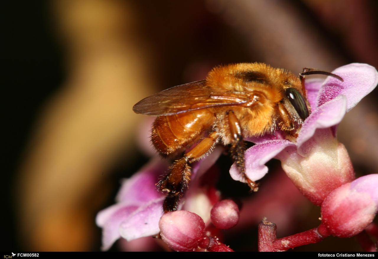 Curso on-line mostra os potenciais da polinização agrícola para agricultores e apicultores