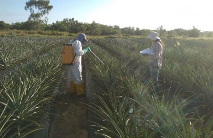 Floração controlada melhora a rentabilidade do abacaxi no ES