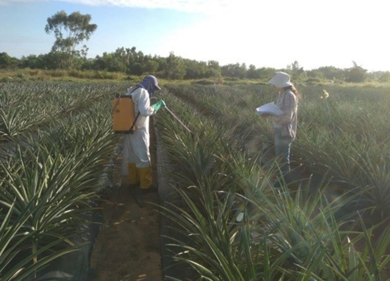 La floraison contrôlée améliore la rentabilité des ananas à Espírito Santo