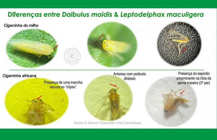 Como identificar Leptodelphax maculigera e Dalbulus maidis