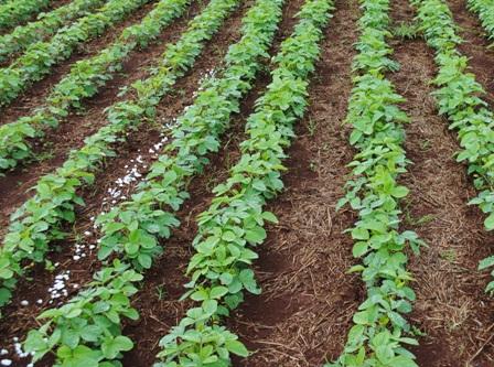 Embrapa lança nova cultivar de soja na Agrobrasília 2016