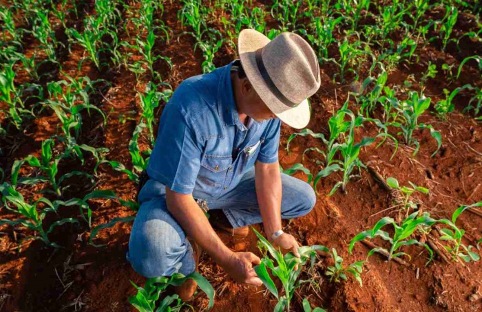 Agro brasileiro alia produção recorde a práticas sustentáveis