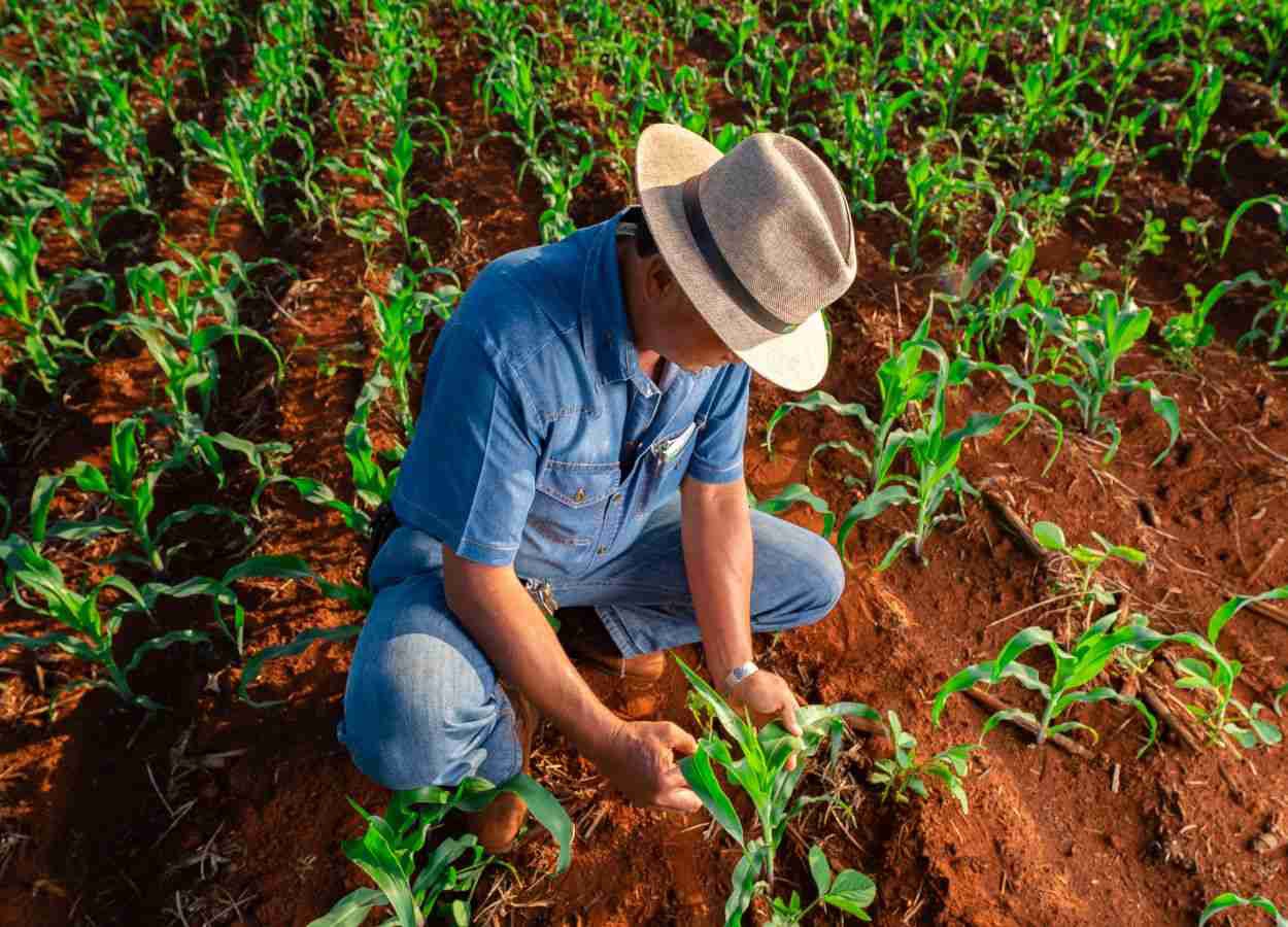 Agro brasileiro alia produção recorde a práticas sustentáveis