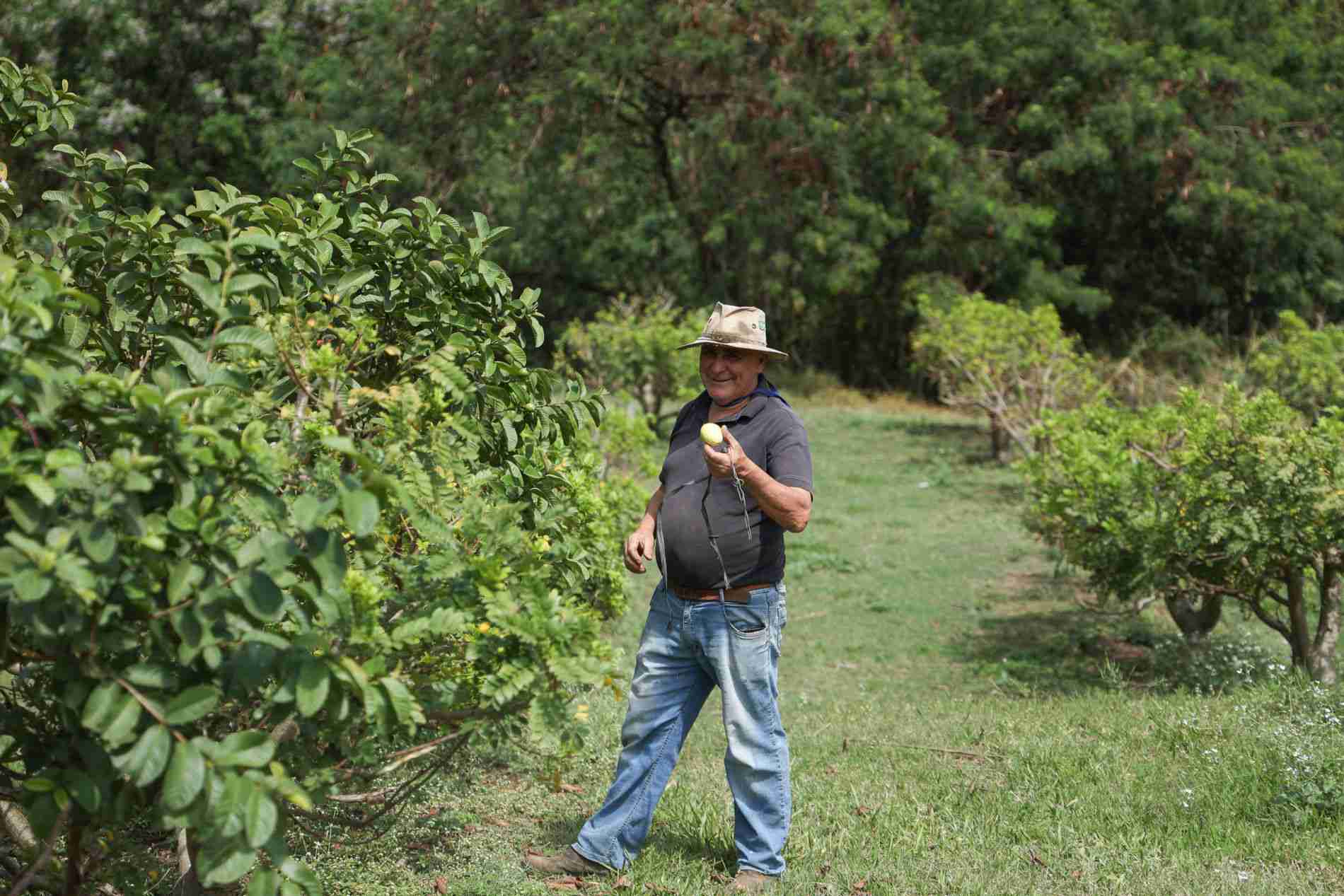 Agricultor de Jundiaí utiliza técnica de produção  de goiaba o ano todo