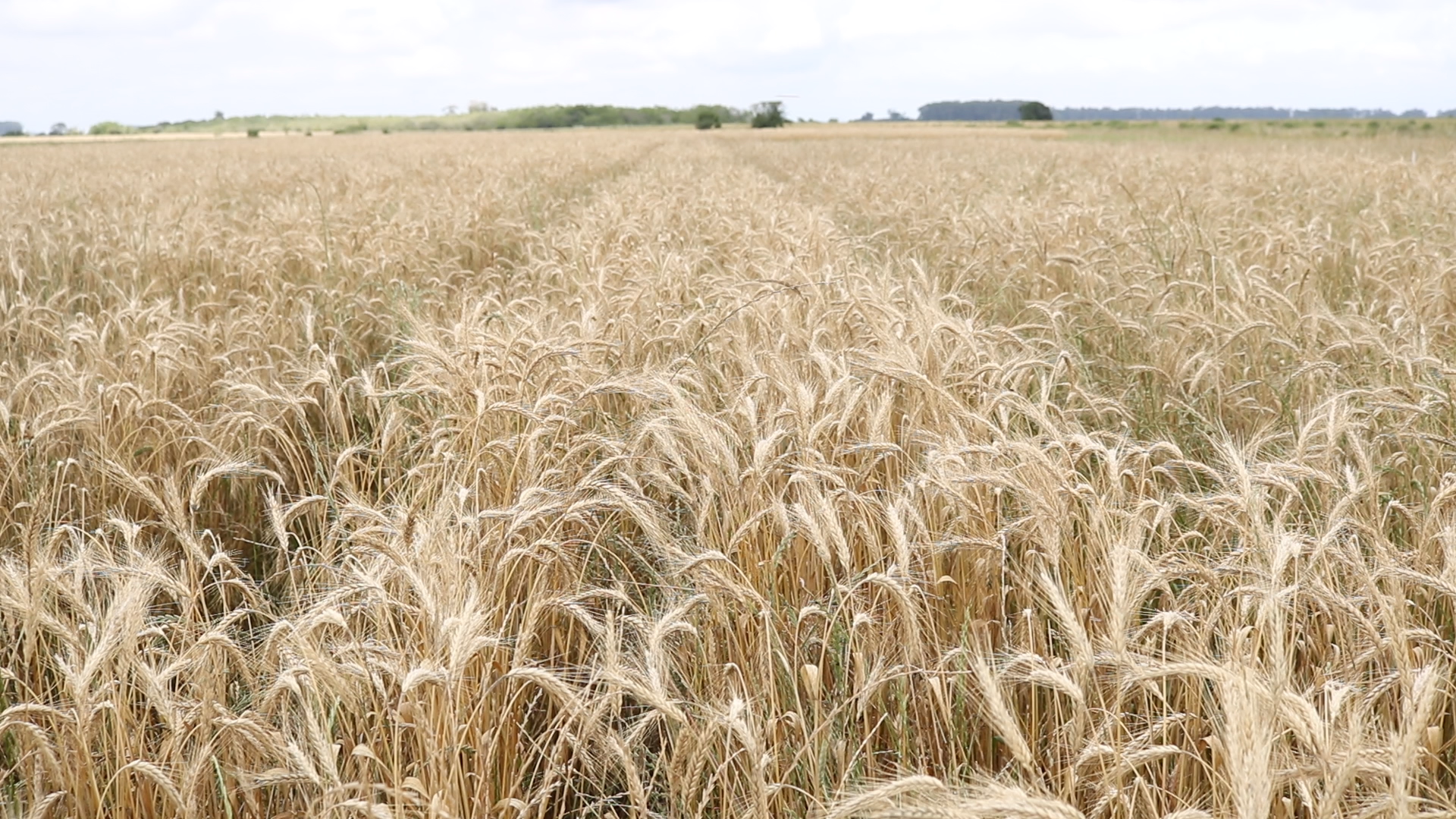 Projeto Duas Safras faz primeira colheita de cereais de inverno em sistemas de terras baixas