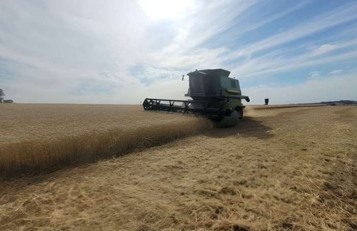 RS Safra 2025/26: colheita do trigo avança em ritmo moderado