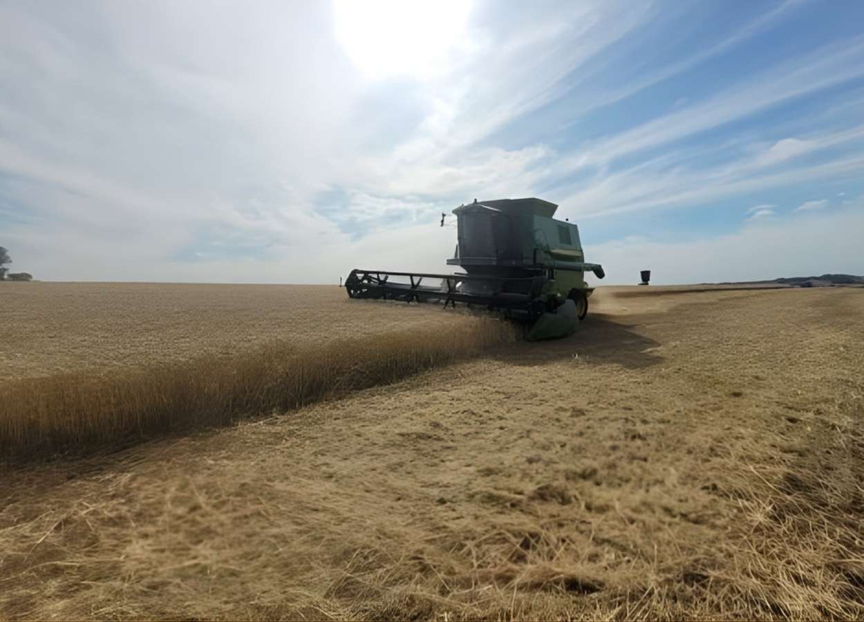 Cosecha RS 2025/26: La cosecha de trigo avanza a un ritmo moderado.