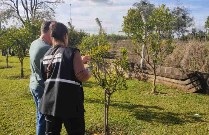 RS mantém greening sob controle após foco da doença