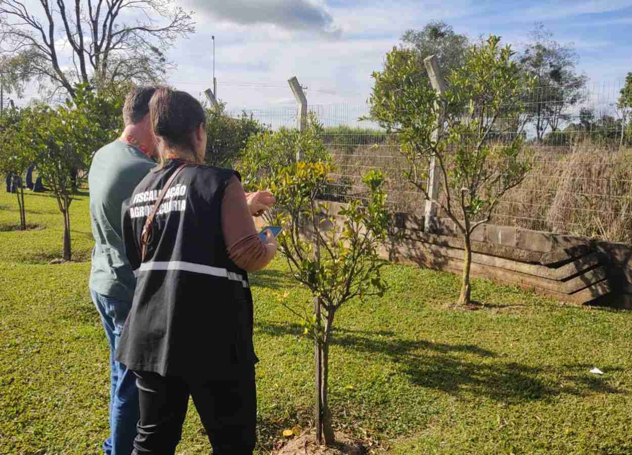 RS mantém greening sob controle após foco da doença