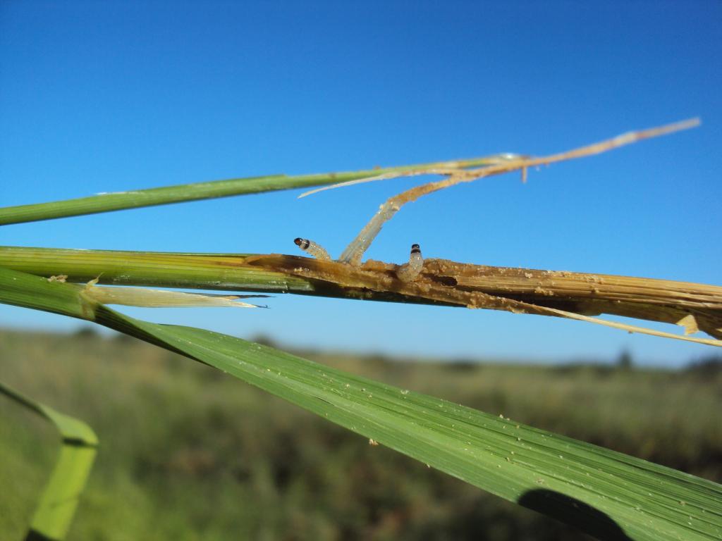 Medidas de controle da broca-do-colmo em arroz irrigado