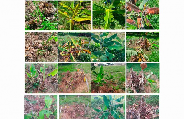 Glifosato e 2,4-D controlam perfilhos de bananeira