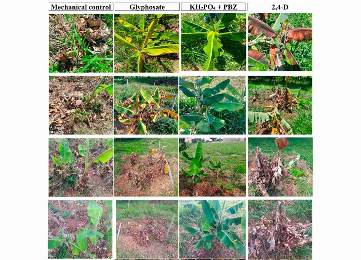 Glifosato e 2,4-D controlam perfilhos de bananeira