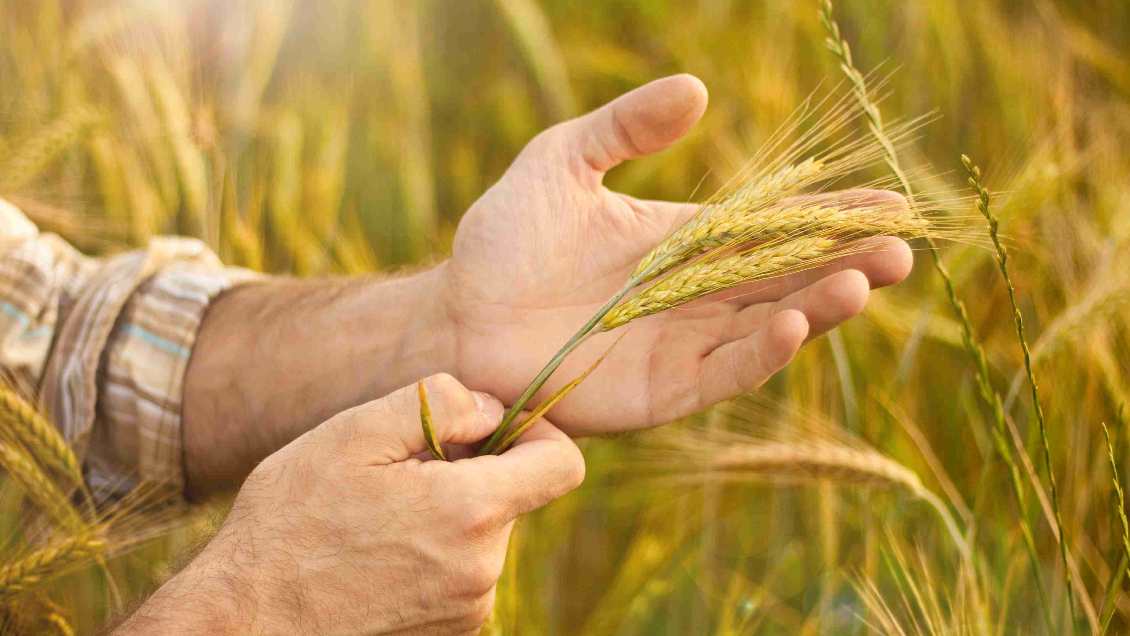 Oeste e Sudoeste têm potencial para mais 447 mil hectares para cultivo de trigo