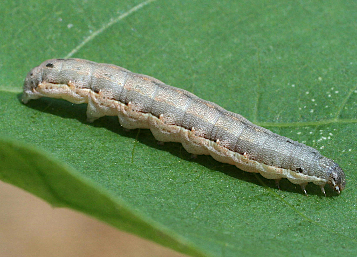 Foto:&nbsp;Russ Ottens, University of Georgia